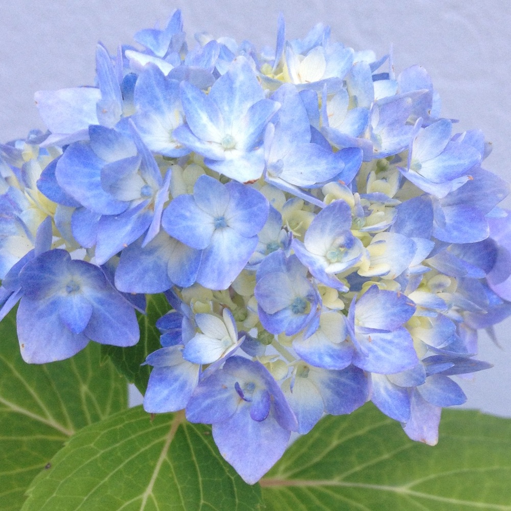 Meet your Posher, Debra